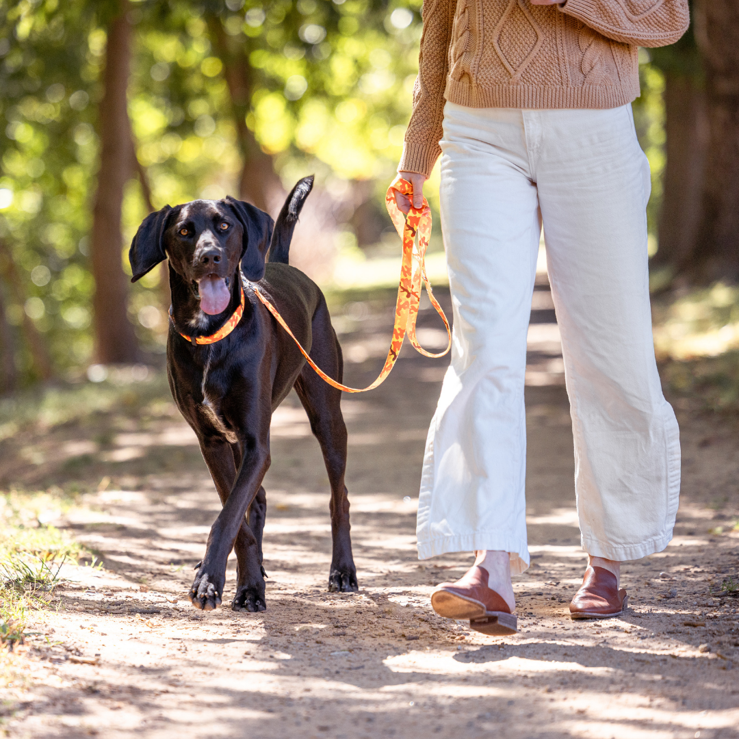 Orange Camo Dog Collar