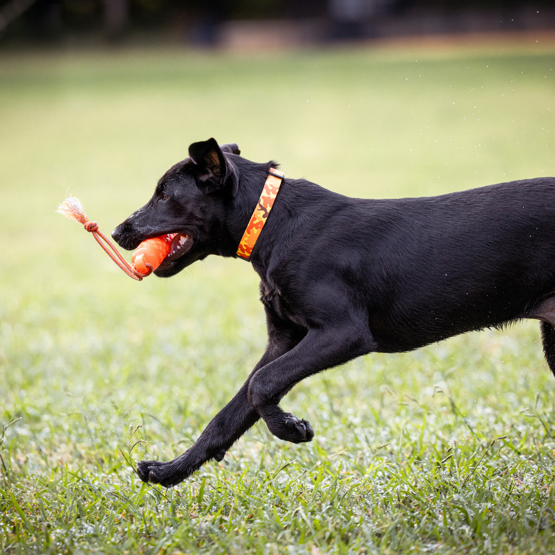 Orange Camo Dog Collar