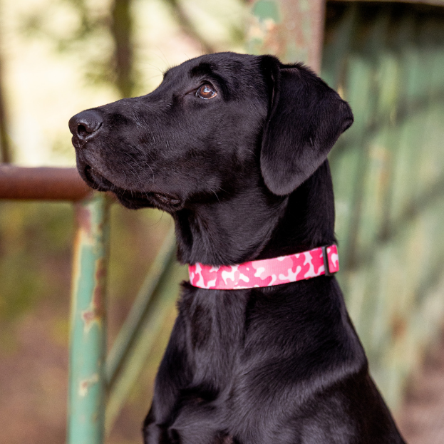 Black dog wearing a pink collar sitting on a path with greenery in the background