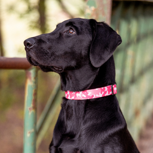 Black dog wearing a pink collar sitting on a path with greenery in the background