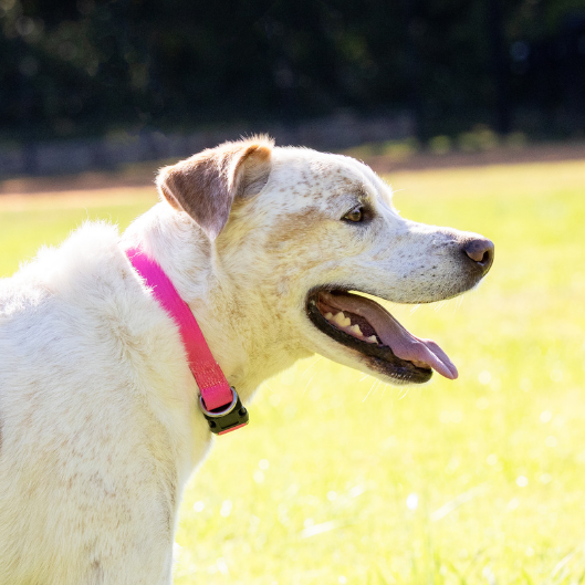 Dog with a pink collar standing on grass