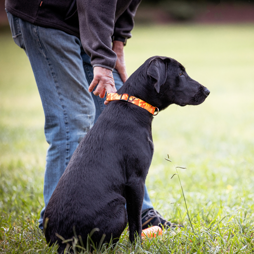 Orange Camo Dog Collar