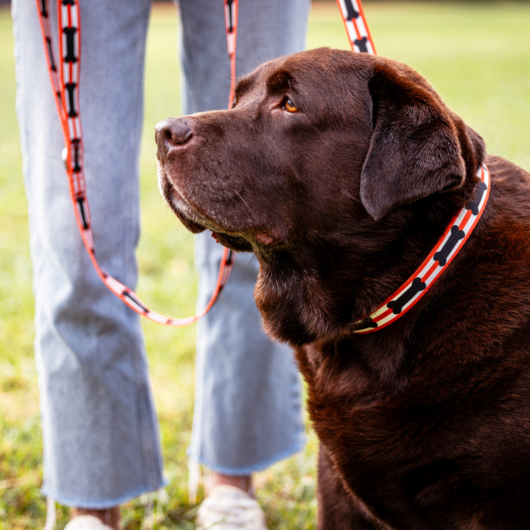 Red and Black Bones Dog Collar