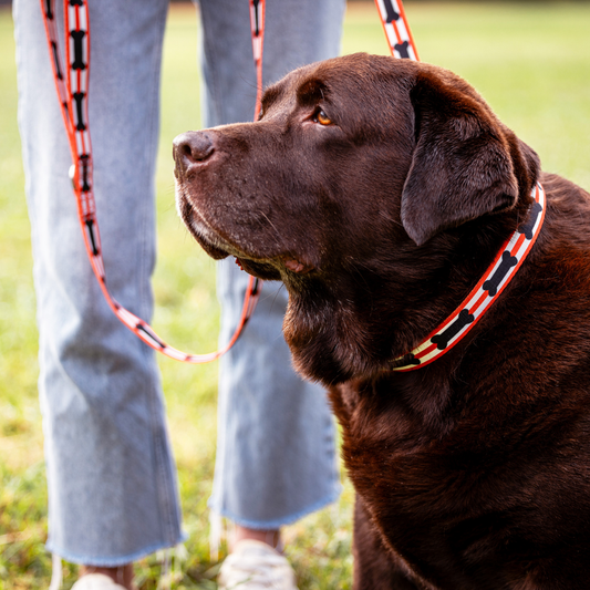Red and Black Bones Dog Collar