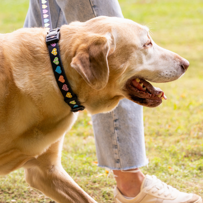Dog on a leash being walked outdoors with a person partially visible