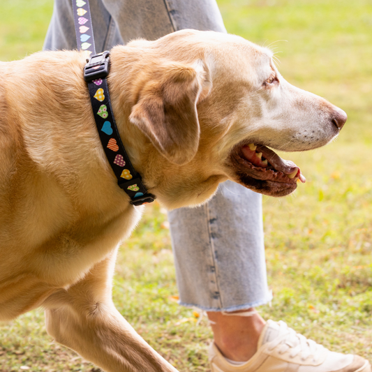 Dog on a leash being walked outdoors with a person partially visible