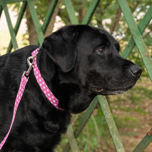 Black dog on a pink leash being walked outdoors near a green metal fence.