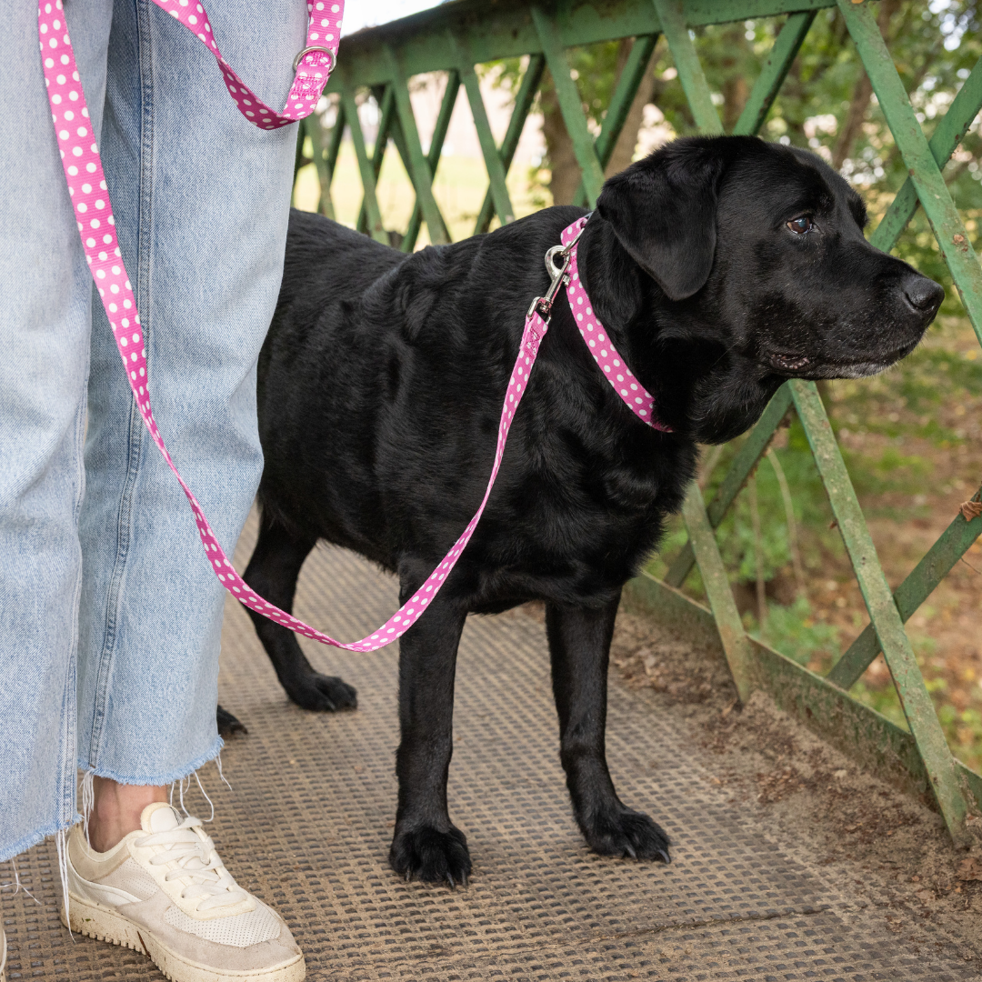 Pink Polka Dog Leash