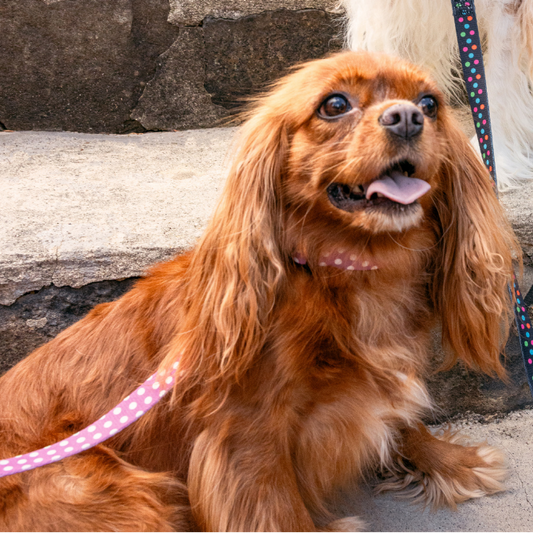 Pink Polka Dog Leash
