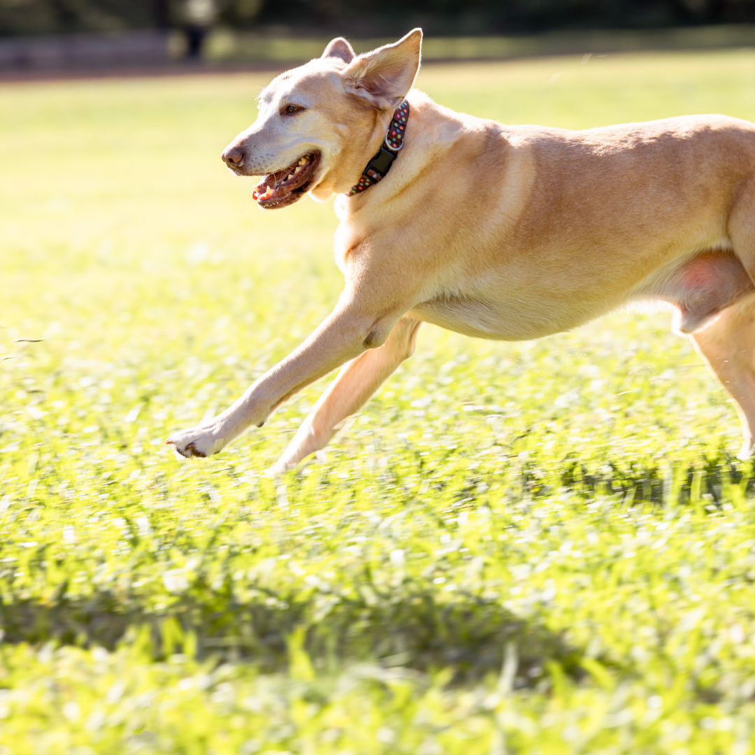 Neapolitan Dog Collar