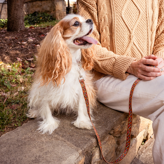 Neapolitan Dog Leash