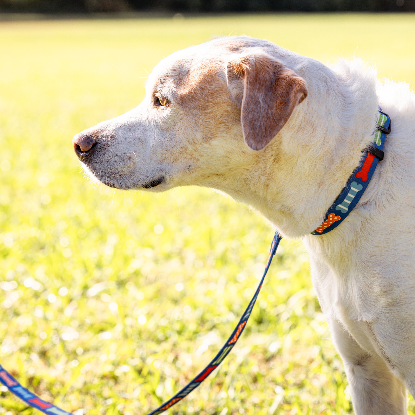 Multi Bones Dog Collar