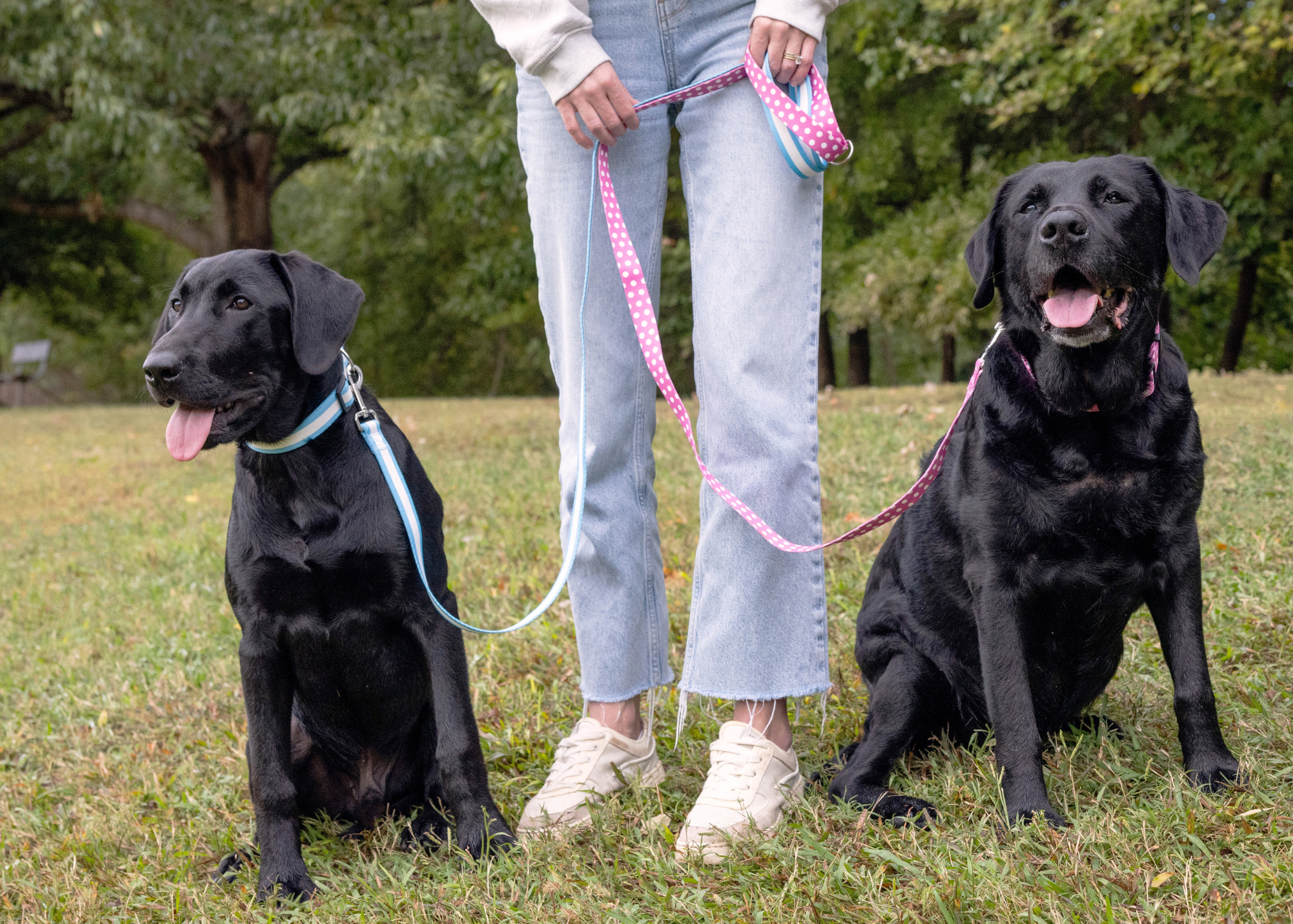 Person with two black dogs on leashes in a park setting