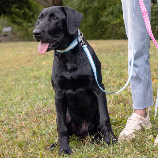 Person with two black dogs on leashes in a park setting