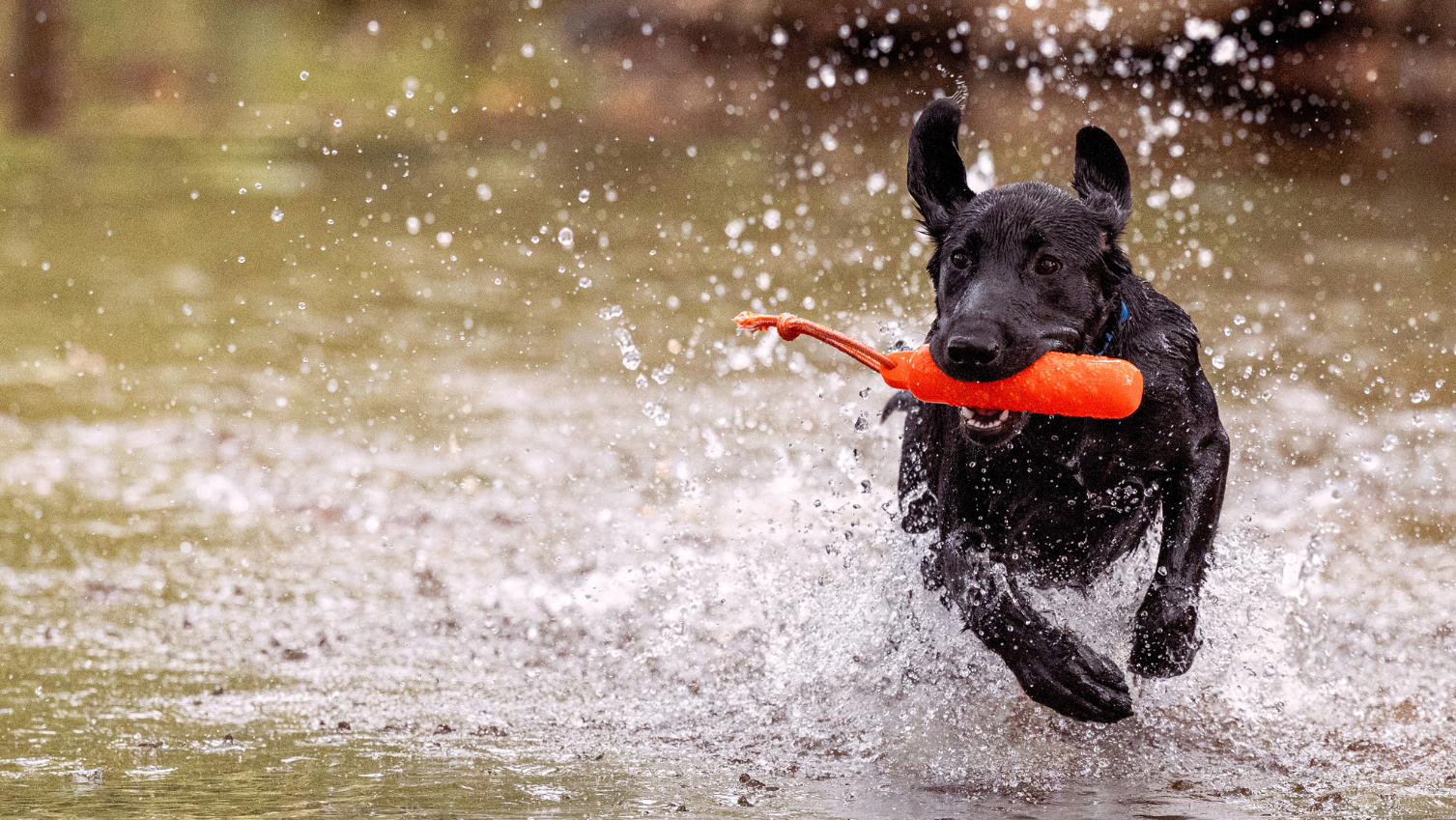 Black dog running through water with an orange toy in its mouth