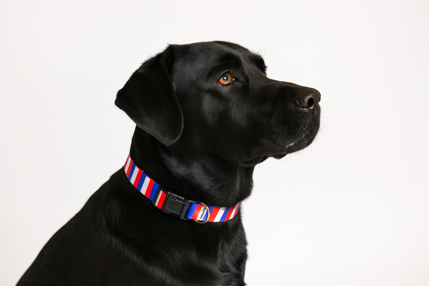American Stripes Dog Collar