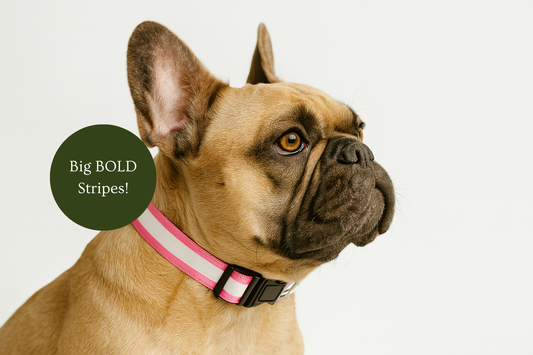 Dog wearing a pink collar with a label saying 'Big BOLD Stripes!' on a light gray background